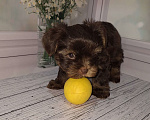 Собаки в Москве: Шоколадный малыш йорка Мальчик, 35 000 руб. - фото 2