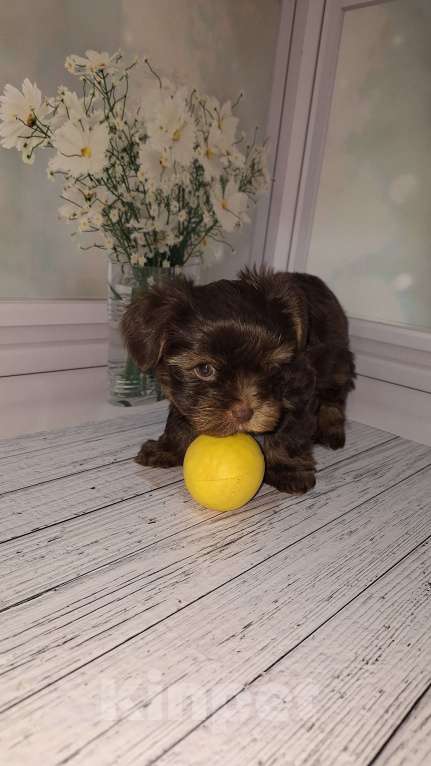 Собаки в Москве: Шоколадный малыш йорка Мальчик, 35 000 руб. - фото 2