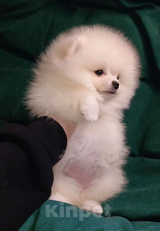 Собаки в Москве: Померанский шпиц, кремовая мини девочка Девочка, 27 000 руб. - фото 8