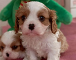 Собаки в Дмитрове: Мальчики кавалер Кинг Чарльз Спаниель Мальчик, 55 000 руб. - фото 3