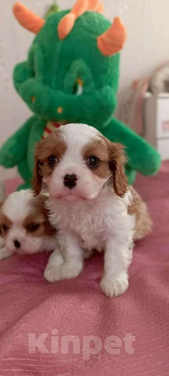 Собаки в Дмитрове: Мальчики кавалер Кинг Чарльз Спаниель Мальчик, 55 000 руб. - фото 3