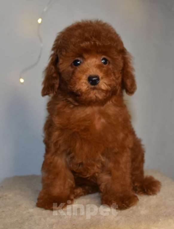 Собаки в Москве: Той-пудель , денвочка, Валькирия, РКФ, Рэд браун Девочка, 150 000 руб. - фото 5