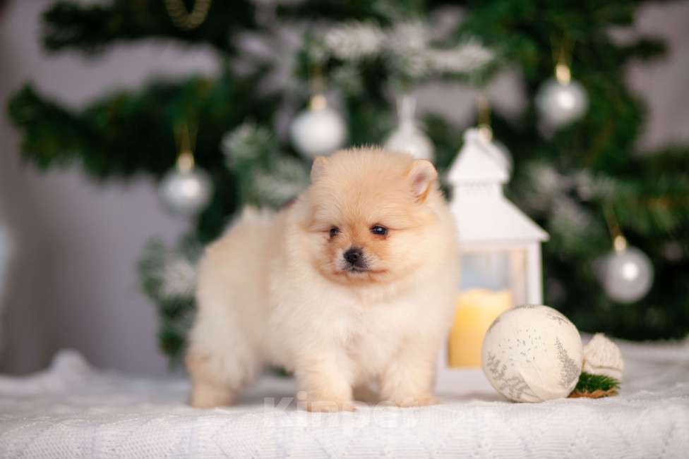 Собаки в Москве: Девочка померанского шпица Девочка, 40 000 руб. - фото 2