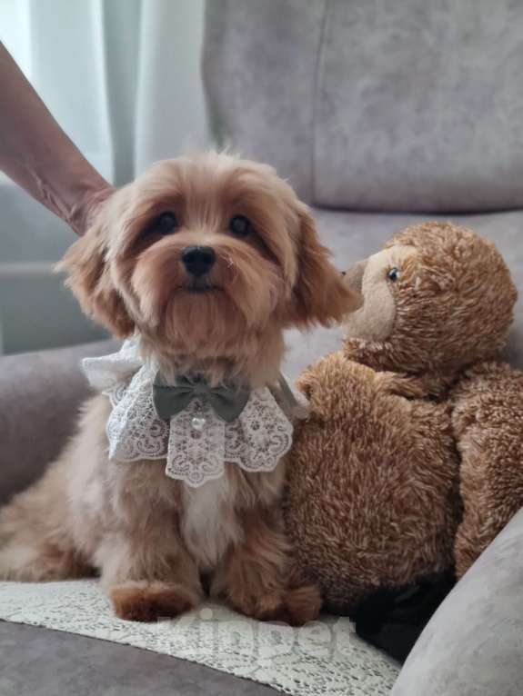 Собаки в Москве: Мальтипу девочки и мальчики от привозных родителей Девочка, Бесплатно - фото 1