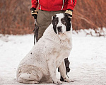 Собаки в Москве: Крупный белый алабай Аякс в добрые руки Мальчик, Бесплатно - фото 2