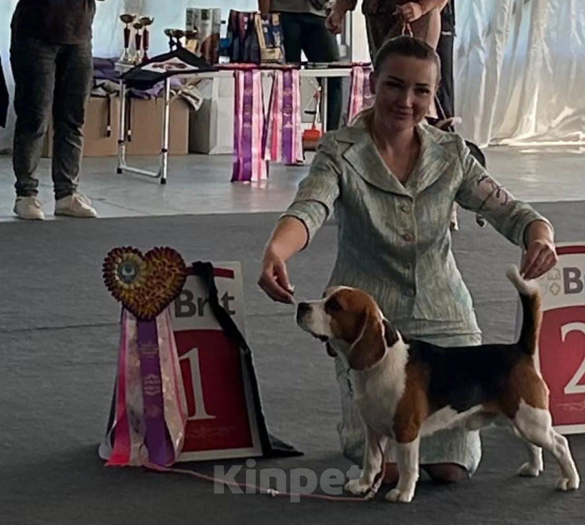 Собаки в Большой Камне: Высокопородные щенки породы бигль Девочка, 70 000 руб. - фото 9