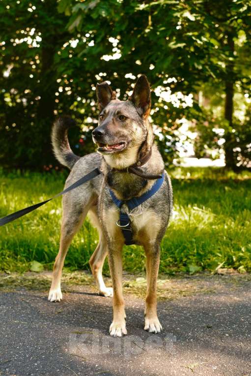 Собаки в Санкт-Петербурге: Мэй из приюта в добрые руки Девочка, Бесплатно - фото 2