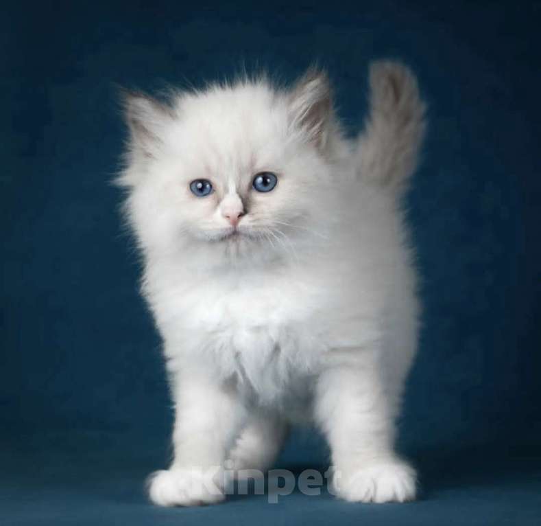 Кошки в Москве: Девочка Рэгдолл самая нежная Девочка, 70 000 руб. - фото 5