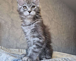 Кошки в Москве: Мейн-кун девочка Девочка, 50 000 руб. - фото 3
