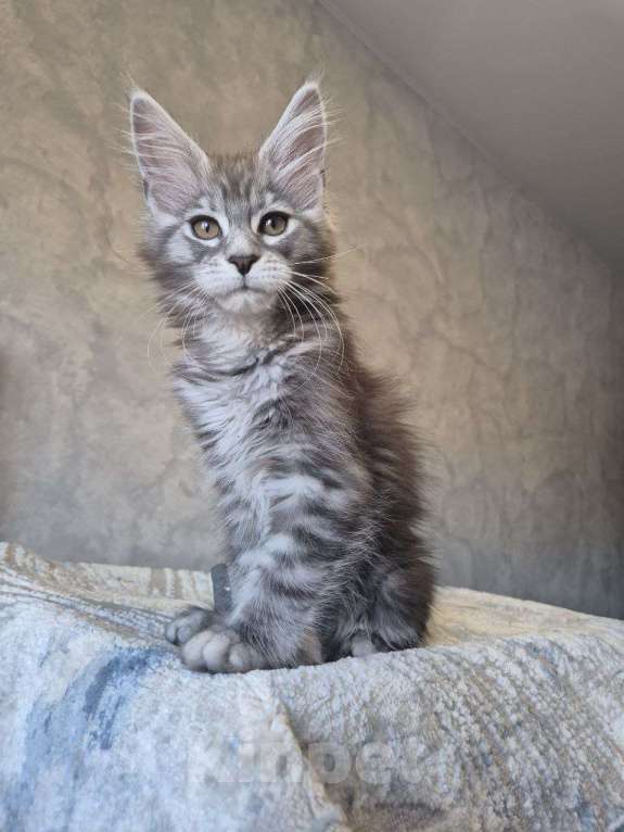 Кошки в Москве: Мейн-кун девочка Девочка, 50 000 руб. - фото 3