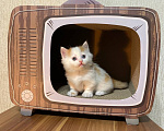 Кошки в Москве: Котята манчкин Разнополые, Бесплатно - фото 7