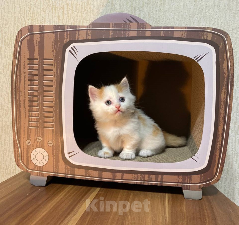 Кошки в Москве: Котята манчкин Разнополые, Бесплатно - фото 7