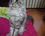 Кошки в Улане-Удэ: Вязка. Ищем жениха мен, 500 руб. - фото 1
