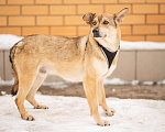 Собаки в Москве: Классный парень Байкал, ищет дом Мальчик, 10 руб. - фото 4