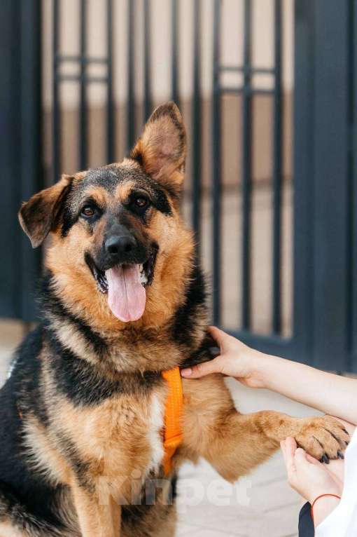 Собаки в Москве: Энерджайзер Фью в поиске любящей семьи ⚡️⚡️ Мальчик, Бесплатно - фото 2