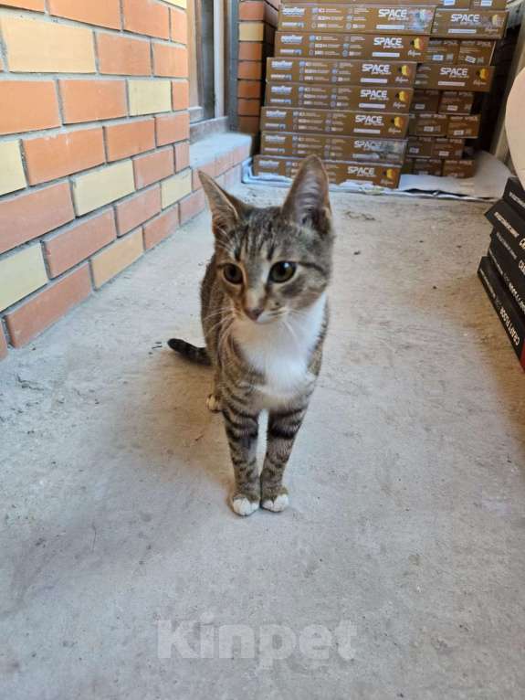 Кошки в Москве: Кнопочка ищет дом! Девочка, Бесплатно - фото 10