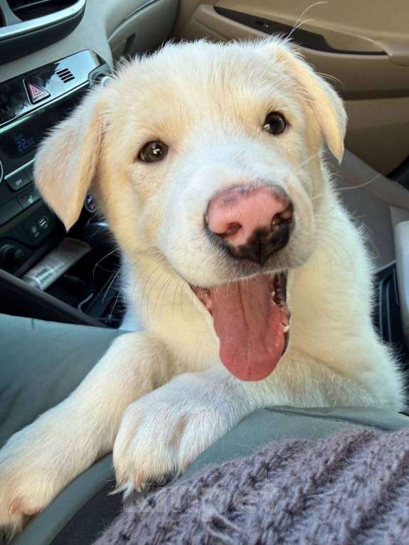 Собаки в Красногорске: Красивый щенок Баунти 3 месяца ждет родителей Девочка, Бесплатно - фото 4