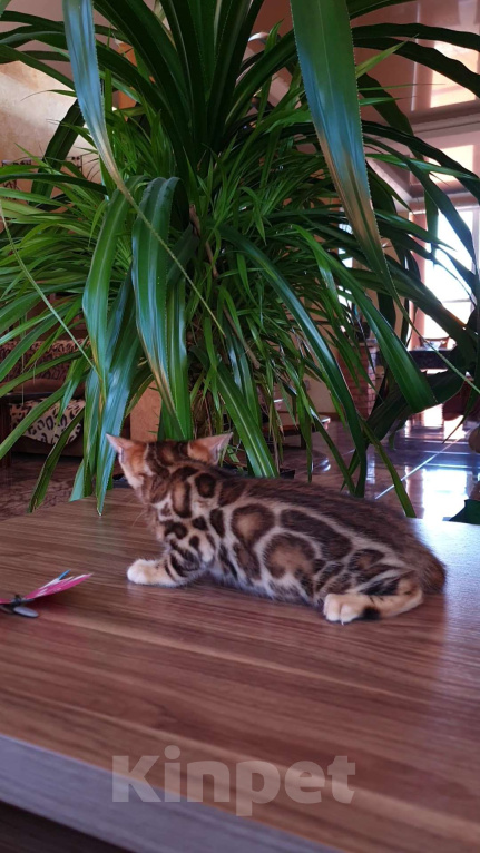 Кошки в Симферополе: Бенгальский мальчик Мальчик, 65 000 руб. - фото 4