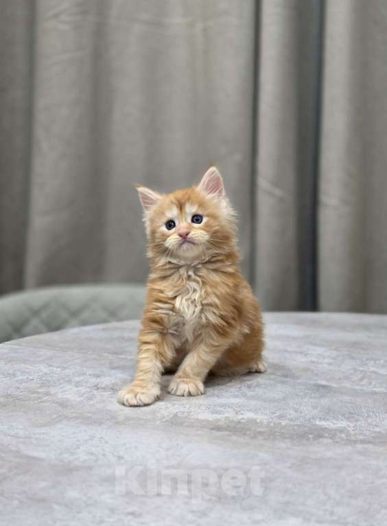 Кошки в Москве: Мальчик 1 помет D Мальчик, 65 000 руб. - фото 5