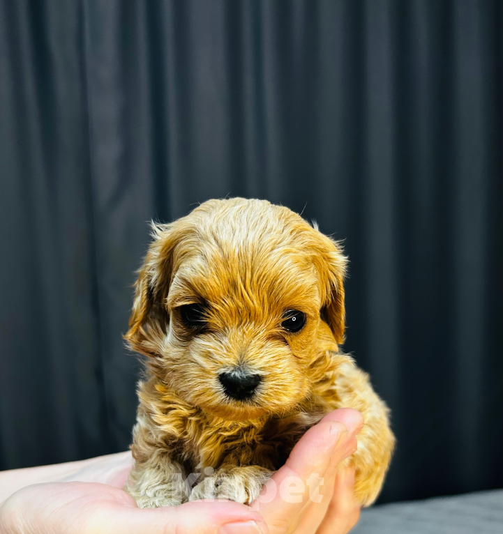 Собаки в Москве: Щенки мальтипу Мальчик, 60 000 руб. - фото 3