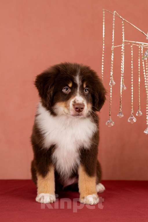 Собаки в Нижнем Новгороде: Щенки Миниатюрной Американской овчарки Разнополые, Бесплатно - фото 4