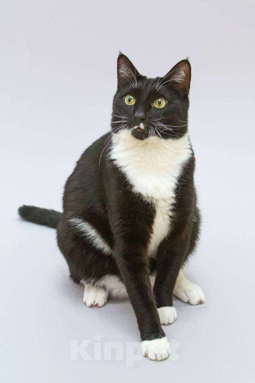 Кошки в Москве: Кот Антошка ищет свою семью.  Мальчик, Бесплатно - фото 3