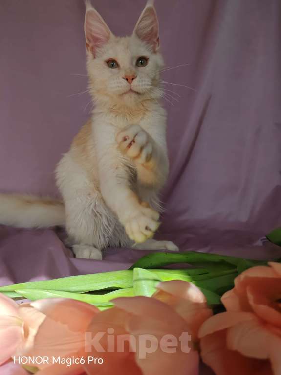 Кошки в Воронеже: Девочка мейн кун Девочка, 30 000 руб. - фото 3