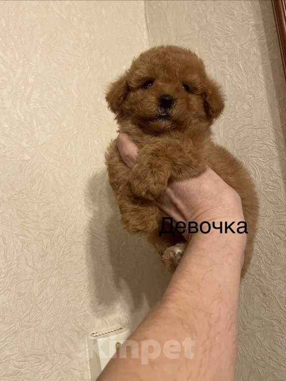 Собаки в Москве: Мини девочка мальтипу Девочка, 55 000 руб. - фото 2