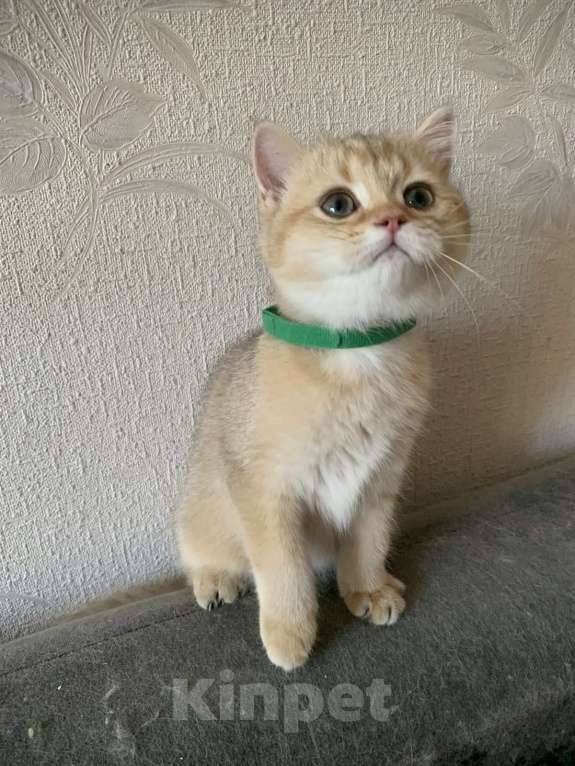 Кошки в Симферополе: Золотые британские девчонки Девочка, 15 000 руб. - фото 4