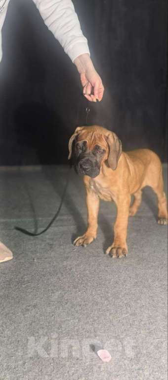 Собаки в Москве: Щенки Кане Корсо Мальчик, 60 000 руб. - фото 4