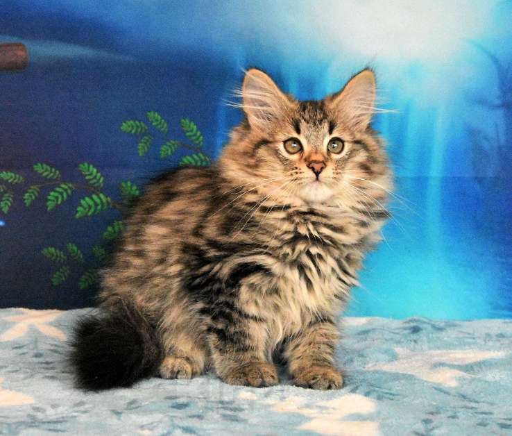 Кошки в Москве: Сибирская кошечка. Девочка, 15 000 руб. - фото 2