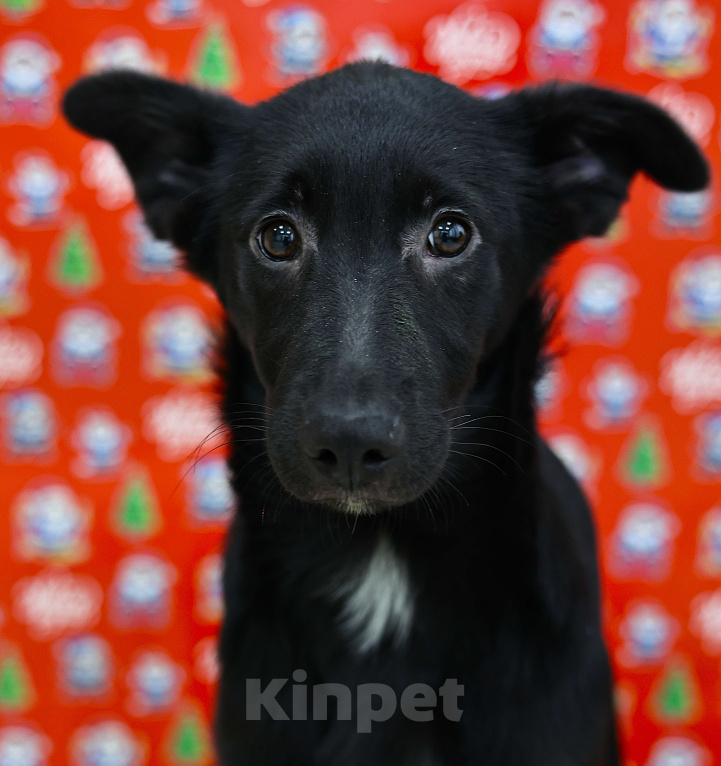 Собаки в Москве: Щенки бесплатно в Москве Девочка, Бесплатно - фото 6