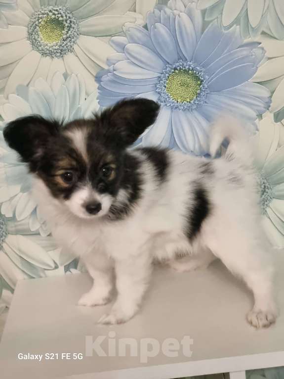 Собаки в Чите: Щенок папийона Девочка, 60 000 руб. - фото 2