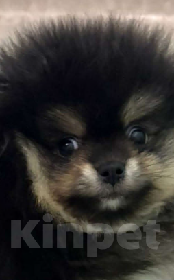 Собаки в Екатеринбурге: шпицемишка  черно-подпалого  окраса Мальчик, Бесплатно - фото 2