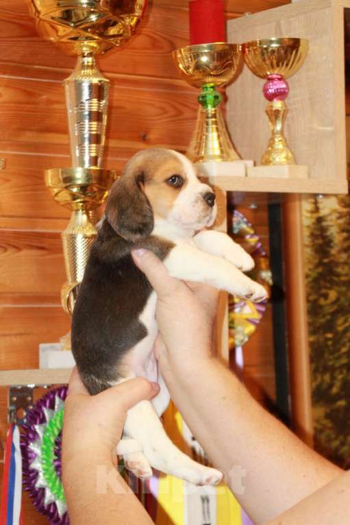 Собаки в Москве: щенки бигля ркф Девочка, 60 000 руб. - фото 4