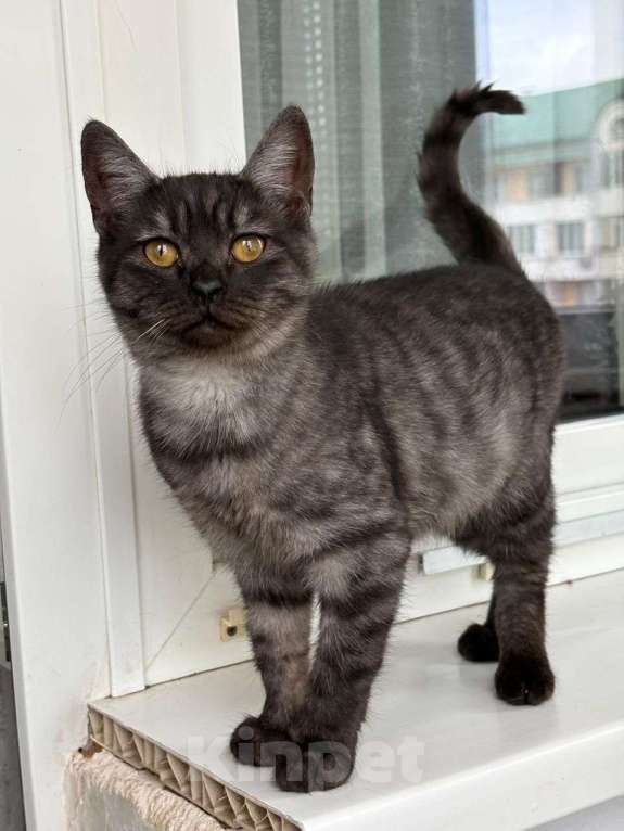 Кошки в Москве: Котенок метис шотландца в дар Мальчик, Бесплатно - фото 2