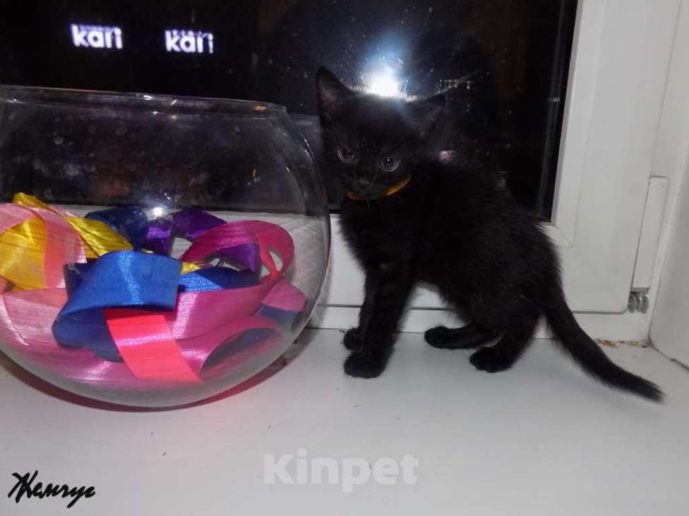 Кошки в Москве: Бомбейский мальчик Мальчик, 15 000 руб. - фото 3