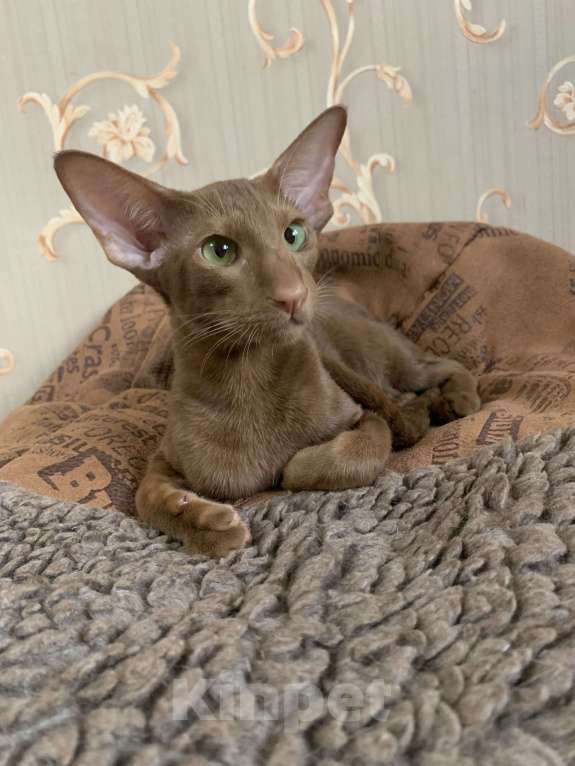 Кошки в Москве: Ориентальный котенок Девочка, 50 000 руб. - фото 5