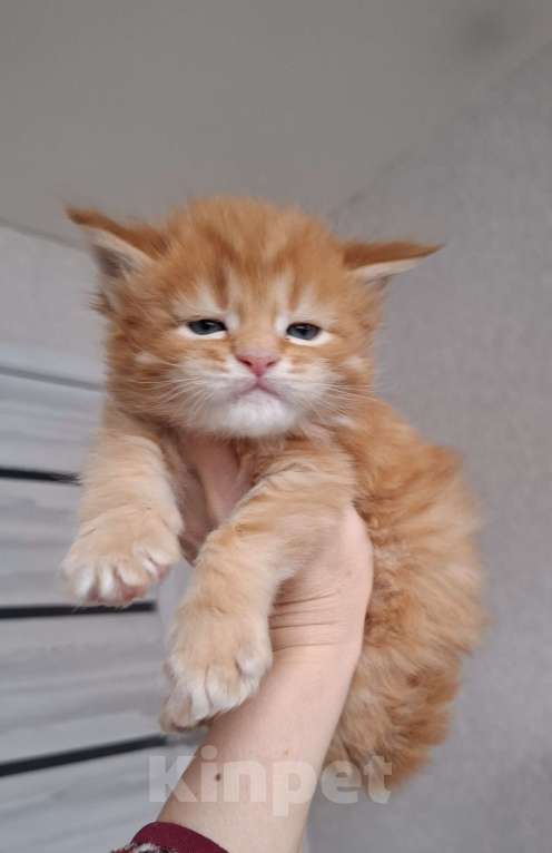 Кошки в Санкт-Петербурге: Мейн-куны от питомника Мальчик, 80 000 руб. - фото 4