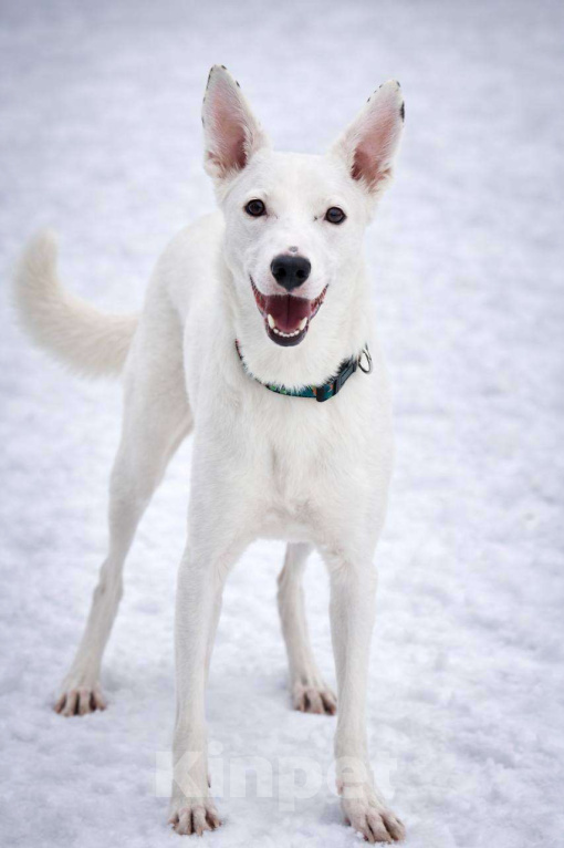 Собаки в Москве: Ласковый Арчи ищет дом Мальчик, Бесплатно - фото 1