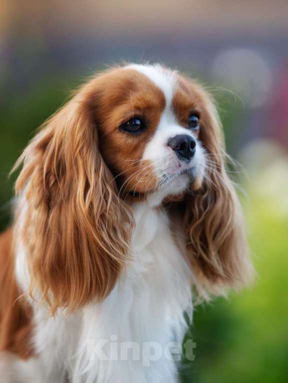 Собаки в Нижнем Новгороде: Шикарный кавалер на вязку Мальчик, 40 000 руб. - фото 4