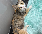 Кошки в Комсомольске-На-Амуре: Отдам замурчательную кошку в добрые руки Девочка, Бесплатно - фото 2