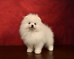 Собаки в Москве: Померанский карликовый шпиц---чисто белый Мальчик, 35 000 руб. - фото 1