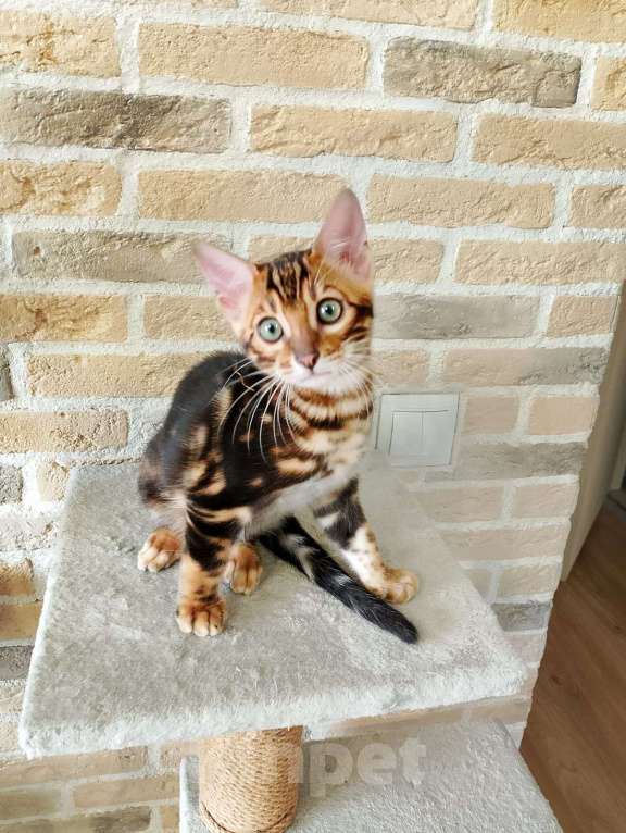 Кошки в Москве: Бенгальские котята Мальчик, 15 000 руб. - фото 3