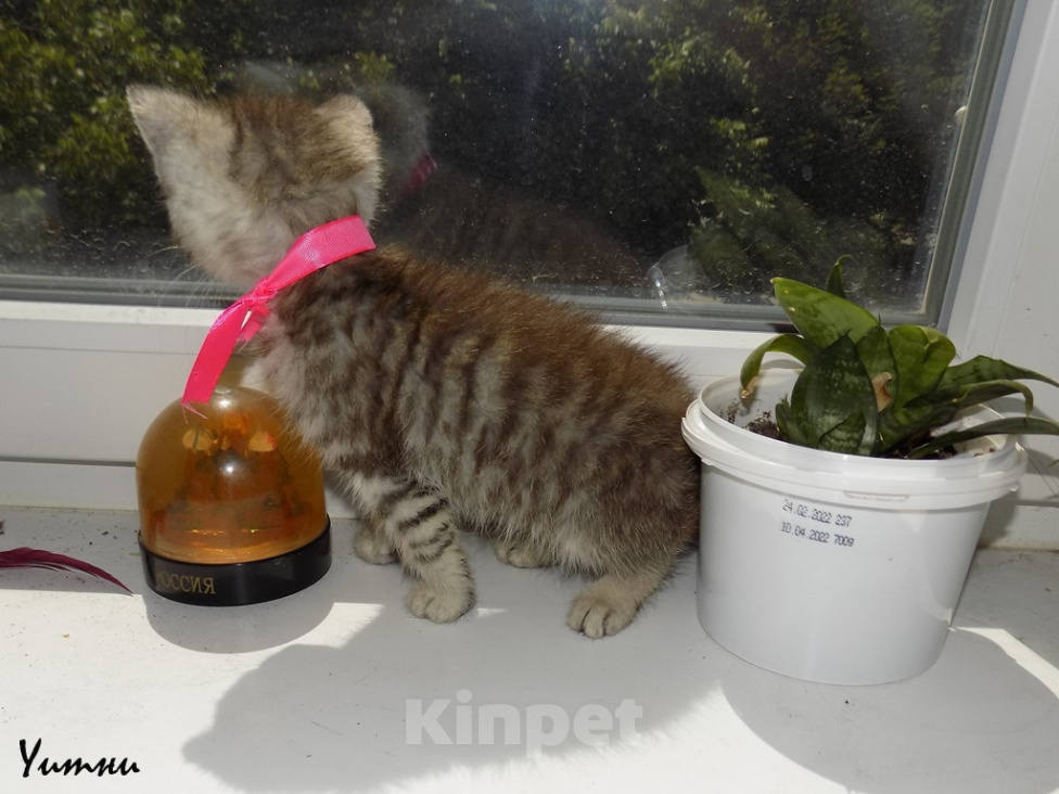 Кошки в Москве: Шотландский прямоухий короткошёрстный котёнок Девочка, 8 000 руб. - фото 3