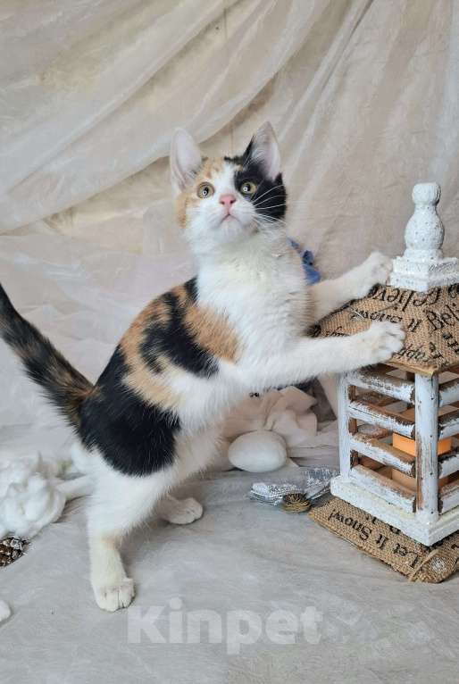 Кошки в Москве: Трехцветный котёнок в добрые руки  Девочка, Бесплатно - фото 6