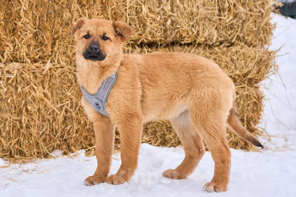 Собаки в Москве: щенок Есения ждет семью в приюте Девочка, Бесплатно - фото 4