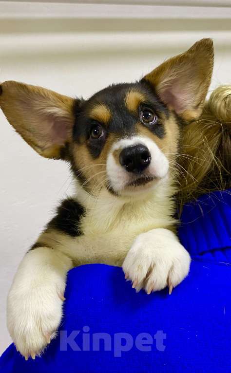 Собаки в Касли: Вельш-Корги Кардиган Разнополые, Бесплатно - фото 1