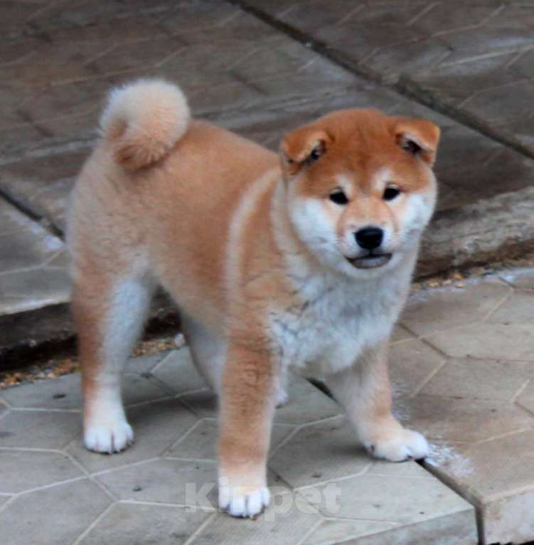 Собаки в Симферополе: Яркий рыжик в современном типе  Мальчик, 70 000 руб. - фото 4