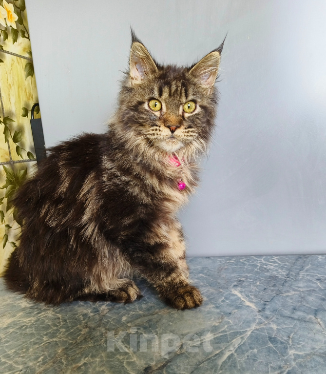 Кошки в Москве: Котёнок Мейн-кун Девочка Девочка, 45 000 руб. - фото 4